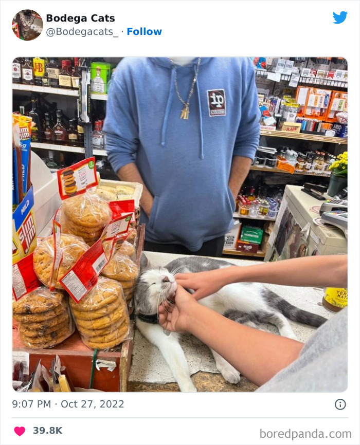 Cute And Funny Cats In Shops Looking Like They Own The Place, As Shared On This Twitter Page (New Pics)