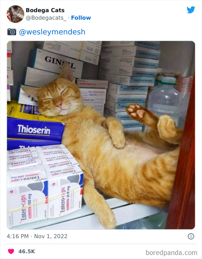 Cute And Funny Cats In Shops Looking Like They Own The Place, As Shared On This Twitter Page (New Pics)