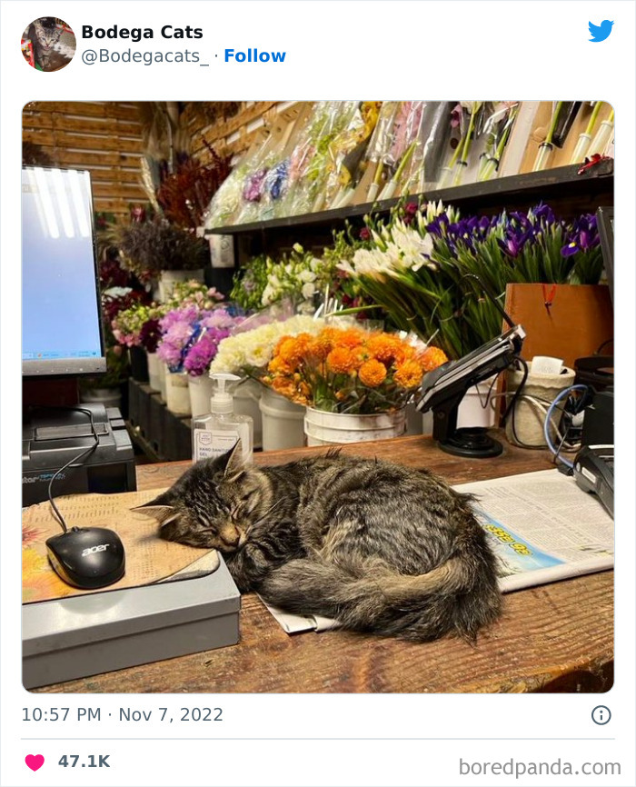 Cute And Funny Cats In Shops Looking Like They Own The Place, As Shared On This Twitter Page (New Pics)