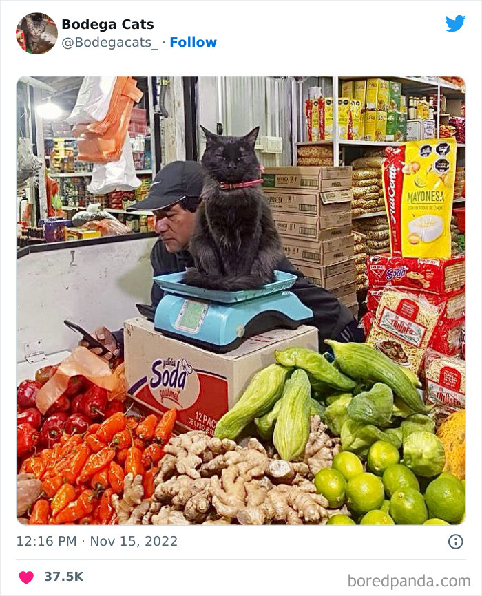 Cute And Funny Cats In Shops Looking Like They Own The Place, As Shared On This Twitter Page (New Pics)