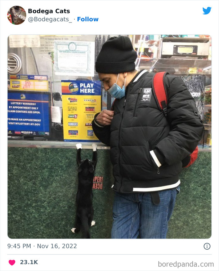 Cute And Funny Cats In Shops Looking Like They Own The Place, As Shared On This Twitter Page (New Pics)