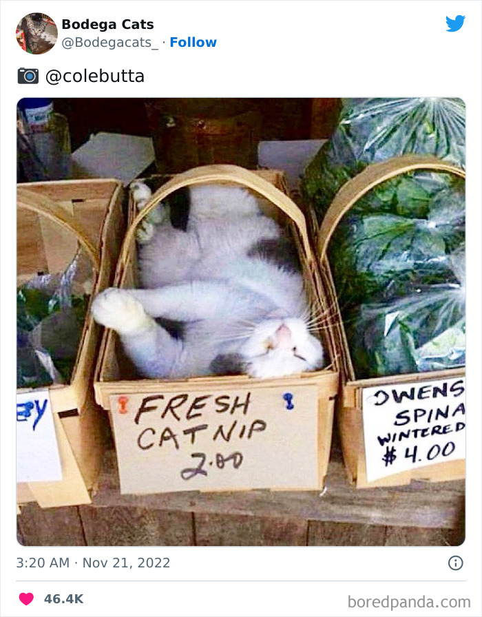 Cute And Funny Cats In Shops Looking Like They Own The Place, As Shared On This Twitter Page (New Pics)