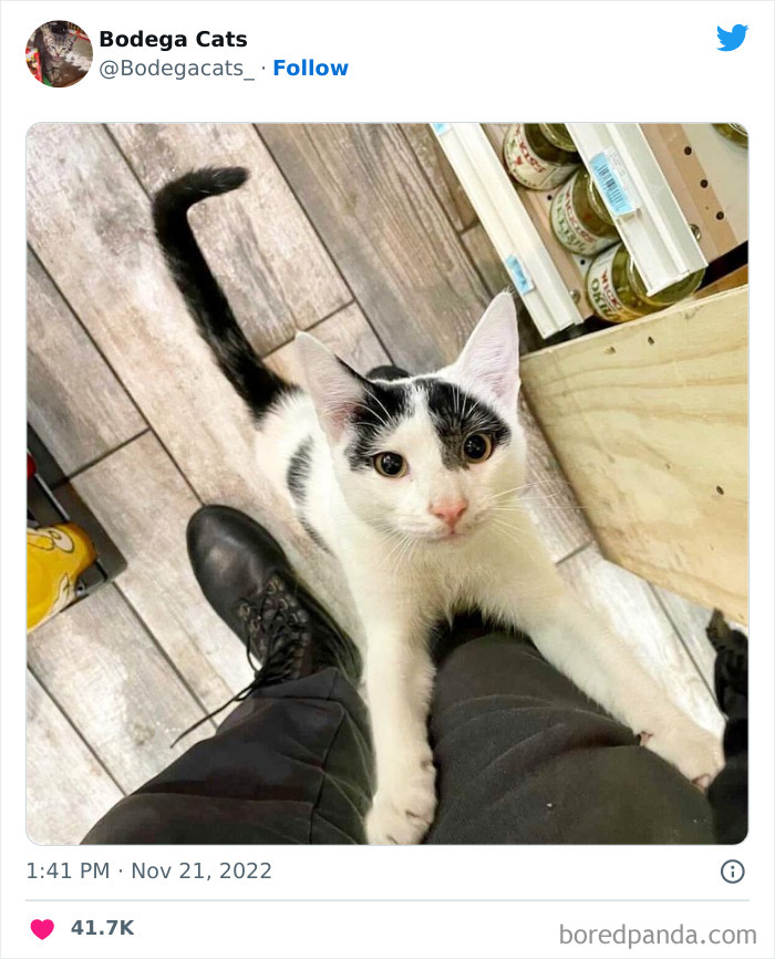 Cute And Funny Cats In Shops Looking Like They Own The Place, As Shared On This Twitter Page (New Pics)