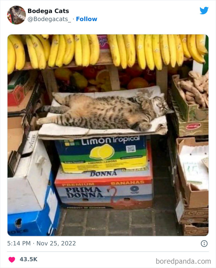 Cute And Funny Cats In Shops Looking Like They Own The Place, As Shared On This Twitter Page (New Pics)