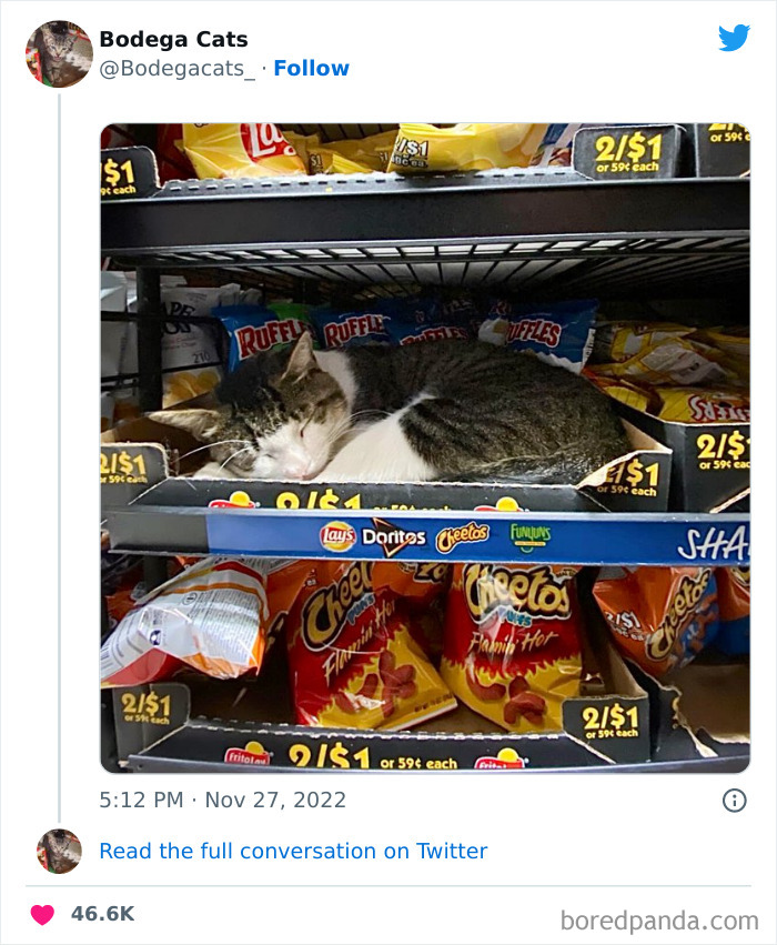Cute And Funny Cats In Shops Looking Like They Own The Place, As Shared On This Twitter Page (New Pics)