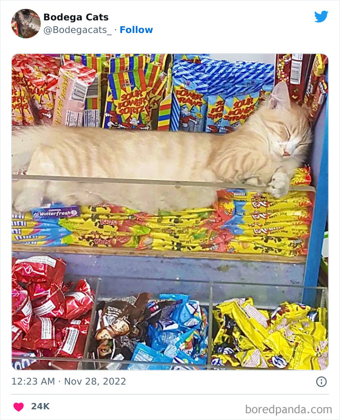 Cute And Funny Cats In Shops Looking Like They Own The Place, As Shared On This Twitter Page (New Pics)