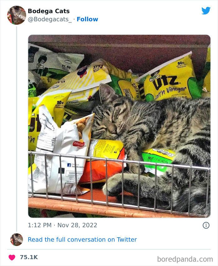 Cute And Funny Cats In Shops Looking Like They Own The Place, As Shared On This Twitter Page (New Pics)