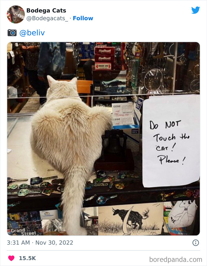 Cute And Funny Cats In Shops Looking Like They Own The Place, As Shared On This Twitter Page (New Pics)