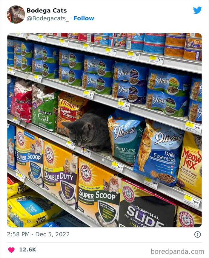 Cute And Funny Cats In Shops Looking Like They Own The Place, As Shared On This Twitter Page (New Pics)
