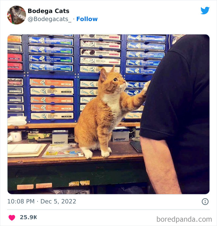 Cute And Funny Cats In Shops Looking Like They Own The Place, As Shared On This Twitter Page (New Pics)