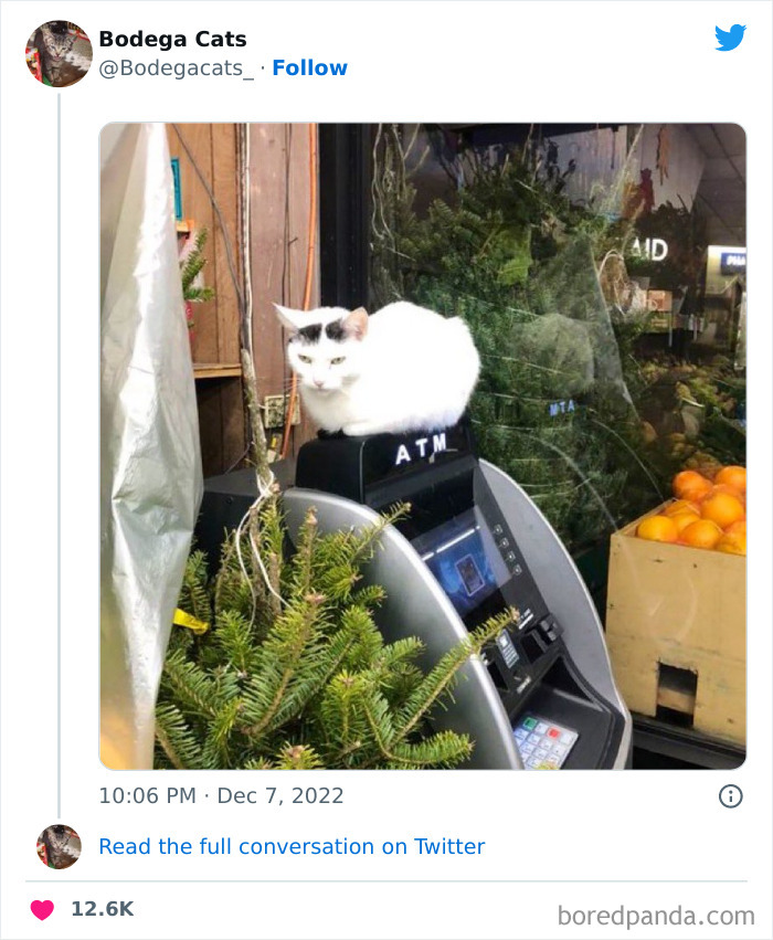 Cute And Funny Cats In Shops Looking Like They Own The Place, As Shared On This Twitter Page (New Pics)