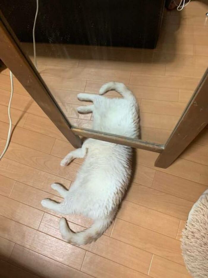 "Accidental Surrealism": 50 Unbelievable Pictures That Make One Do A Double Take (New Pics)