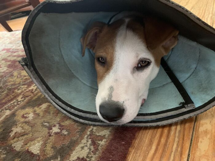 El interior del cono flexible de mi cachorro adoptado es de un tejido con textura que no se puede limpiar. Está sucio después de sólo 2 días, y tendrá que usarlo durante 2-4 semanas. La persona que diseñó esto claramente nunca tuvo un perro, probablemente nunca conoció a un perro