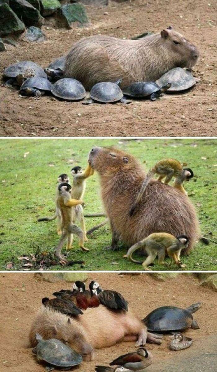  La vida de un carpincho 