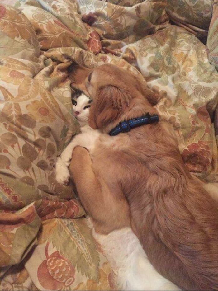Durmiendo sobre un gato 