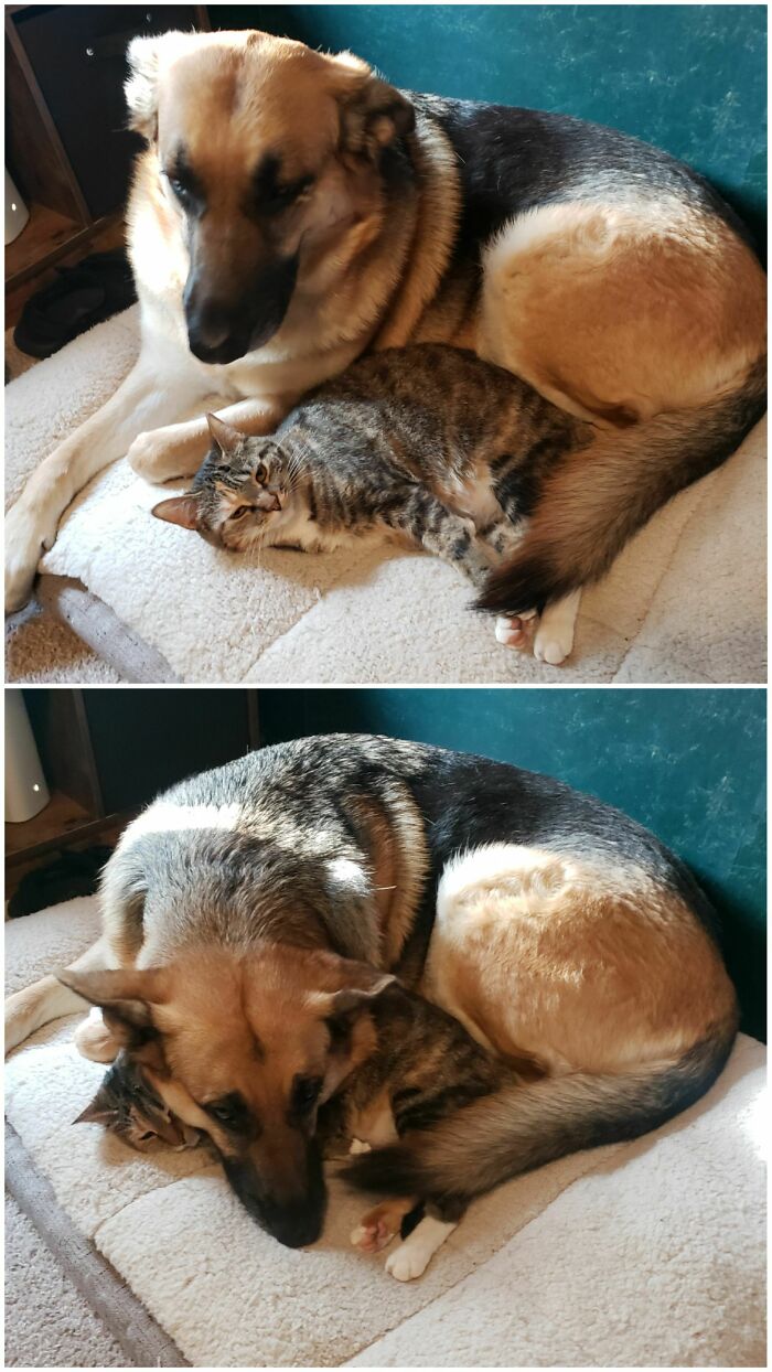 Gertie dice: “Esta es mi vida miau” 