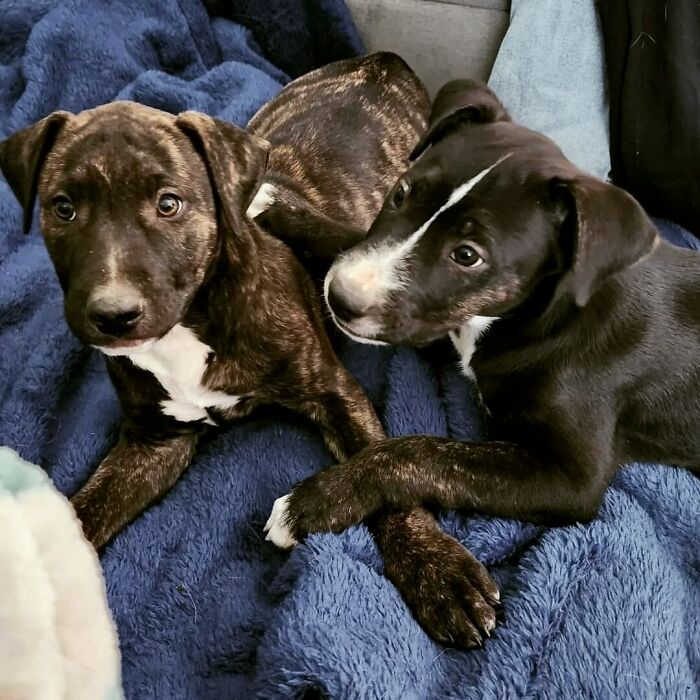 Fui a adoptar 1 perro
