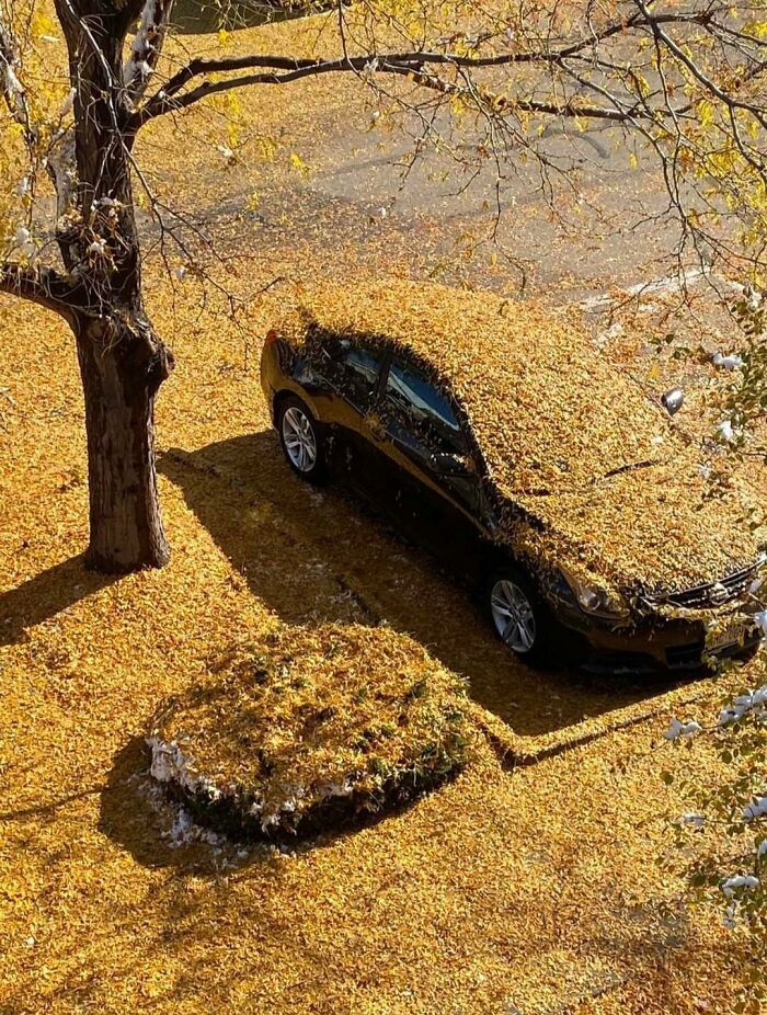 Anoche nevó por primera vez. Al parecer, el árbol decidió dejar caer todas sus hojas sobre mi coche