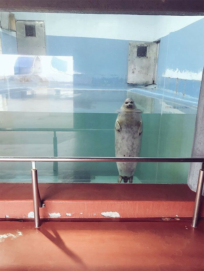 Entonces, ¿te gustó el zoo?