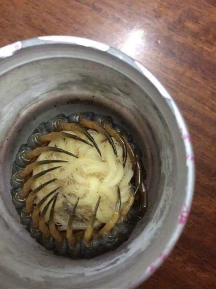 Madre ciempiés acunando a sus hijos