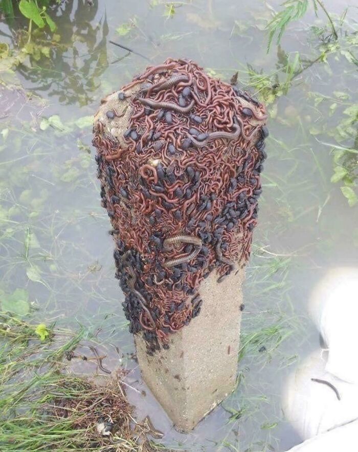 Bichos que escapan de una inundación