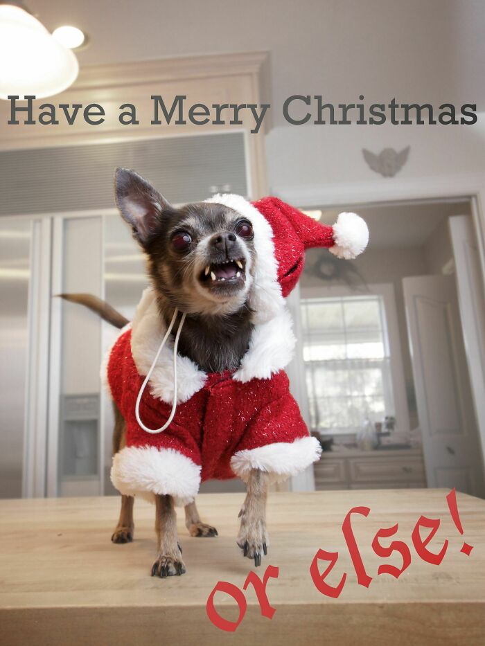 Mi madre quería una foto del perro para nuestra tarjeta de Navidad ¿Lo ha clavado?