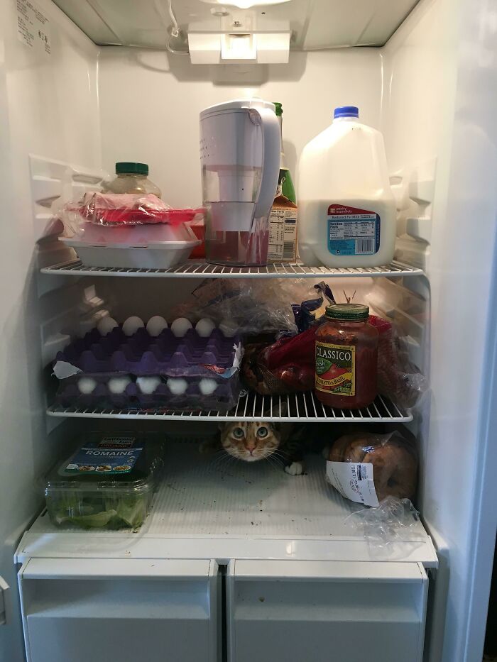 Sólo un refrigerador común y corriente, ¡nada que ver aquí!