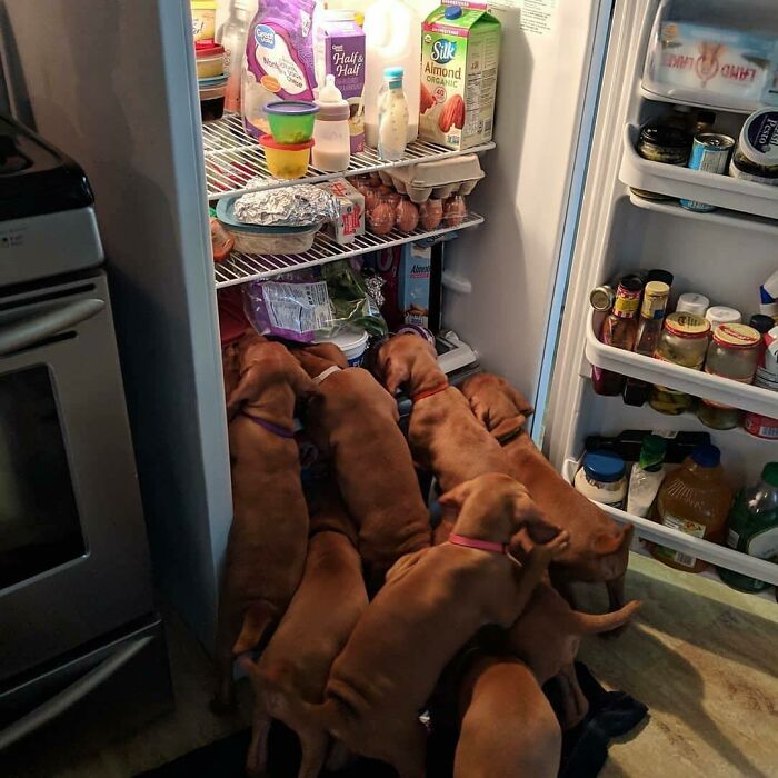 Todos queremos estos bocadillos