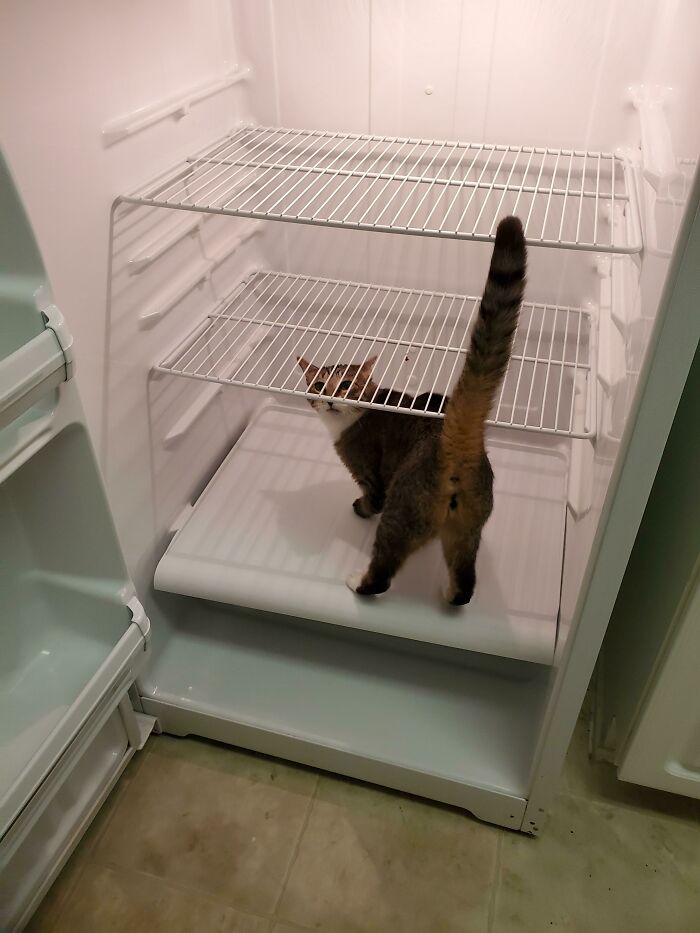 ¿De quién es este refrigerador?