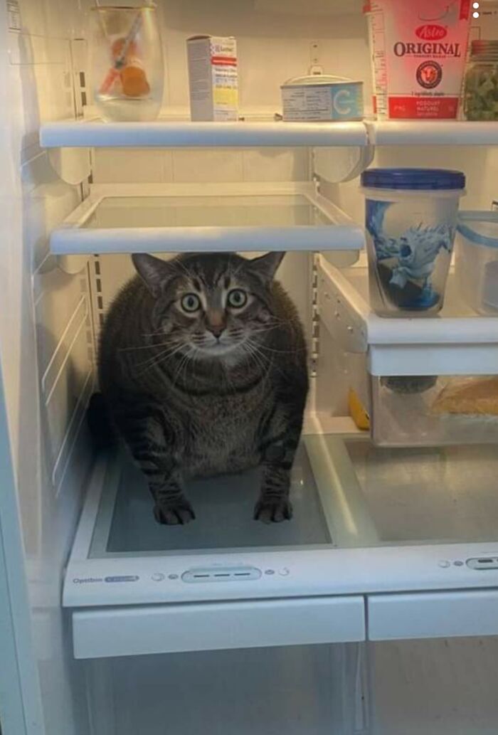 No hay leche, solo un gato