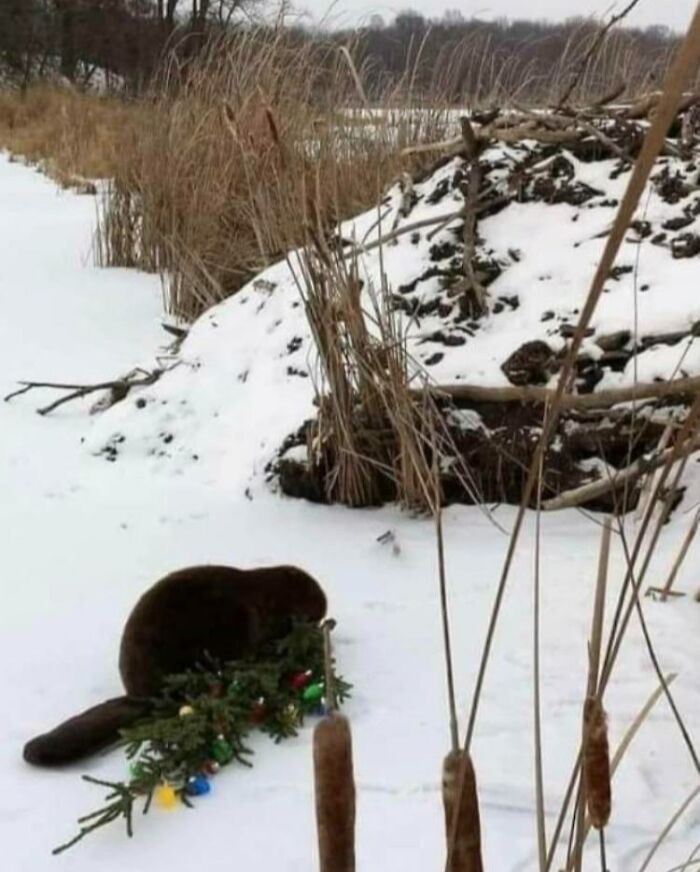 He atrapado a este delincuente robando un árbol de Navidad del patio de un vecino