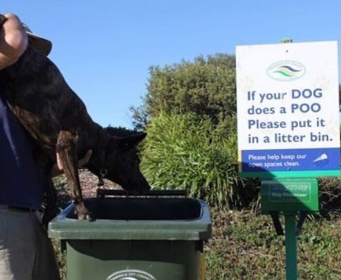  Bueno, no más perro