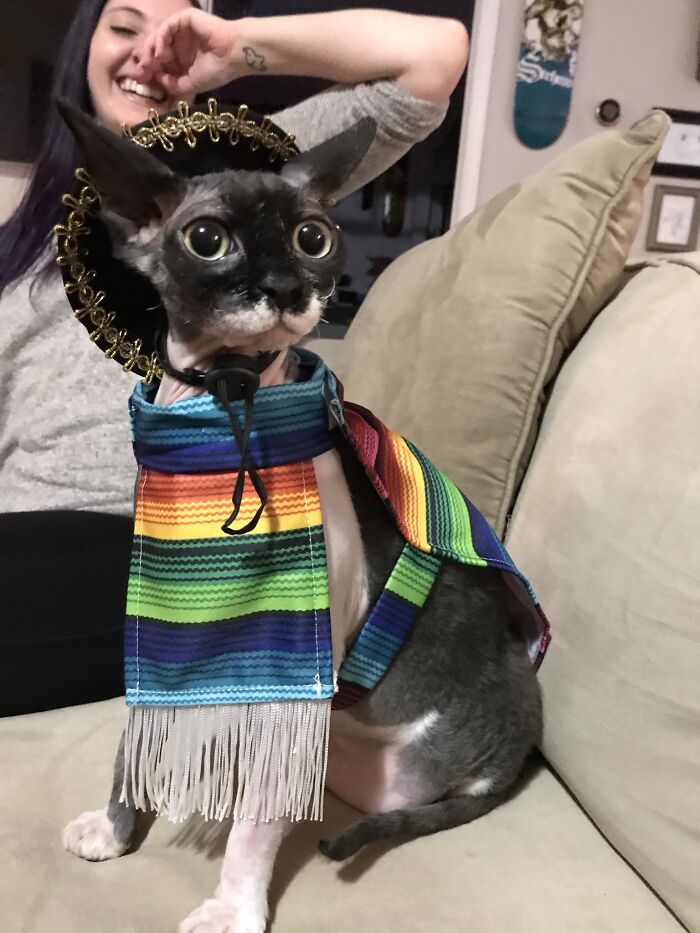 Un amigo le regaló a nuestro gato un pequeño poncho y un sombrero