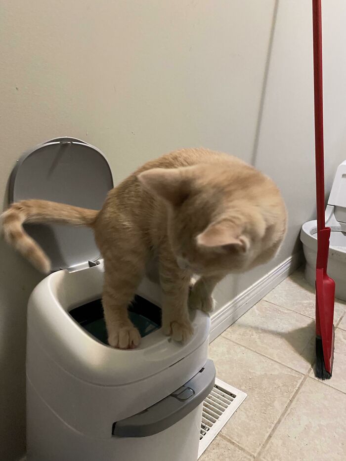 Después de verme limpiar la caja de arena para gatos y tirar los desechos a la basura, Jack decidió dejar de lado al intermediario y hacer caca directamente en la basura 