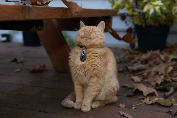 Hoy mi gato conoció las hojas 