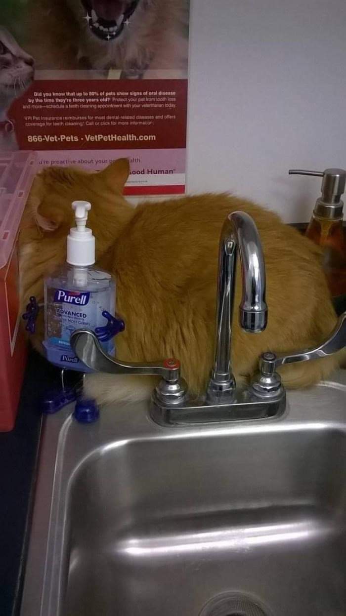¡Les apuesto que no van a poder encontrarlo! Se está escondiendo del veterinario