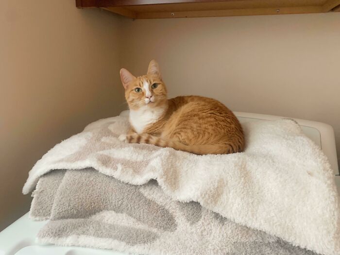 Esta mañana desapareció nuestra pequeña pelirroja, Nymeria. Estuvimos una hora llamándola con mucha desesperación, sacudiendo golosinas y corriendo por toda la casa para encontrarla. Terminamos encontrándola en el cuarto de lavado, cómoda y sin arrepentirse por el alboroto que causó