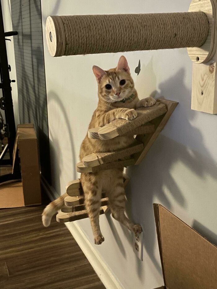 No tiene suficientes neuronas como para hacer actividades básicas de gatos