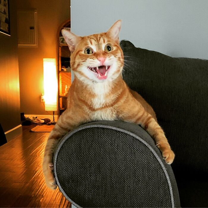 Mi gato Roger mostrando cómo puede llamar la atención y tener una sola neurona al mismo tiempo 