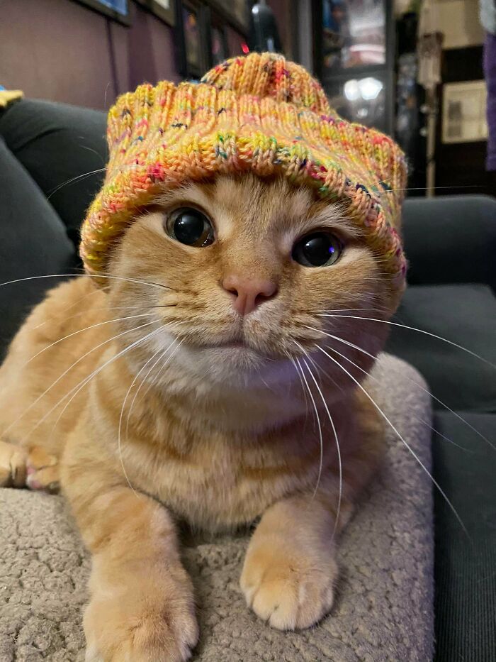 Este es Philip J. Fry y es mi mejor amigo