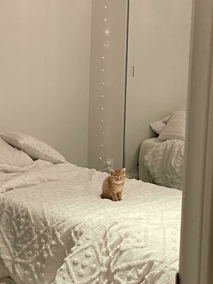 Siempre parece que mi gatito está teniendo una crisis existencial