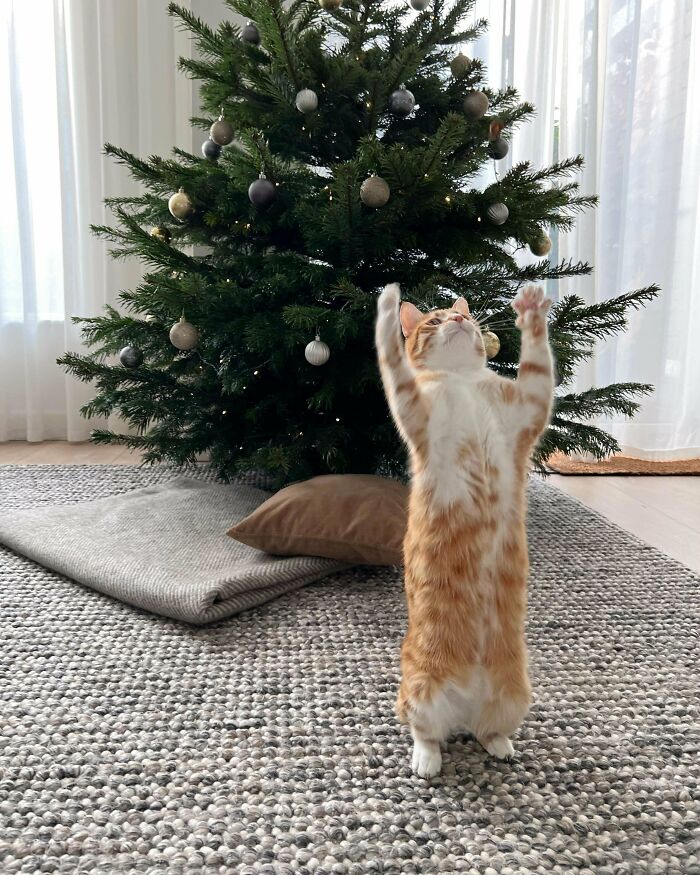 La foto de Navidad de este año