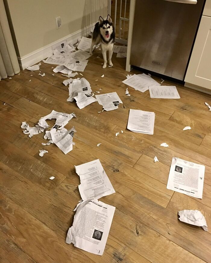 Lo siento, grupo, mi perro se comió las tareas de todos