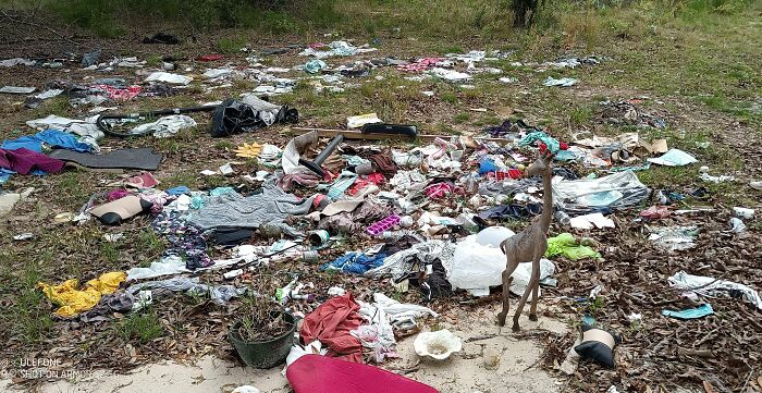 Trabajo en el control de mosquitos. Todos los días entro en terrenos baldíos, estanques, pantanos, zonas bajas, bosques y propiedades residenciales. Esto es típico de lo que encuentro