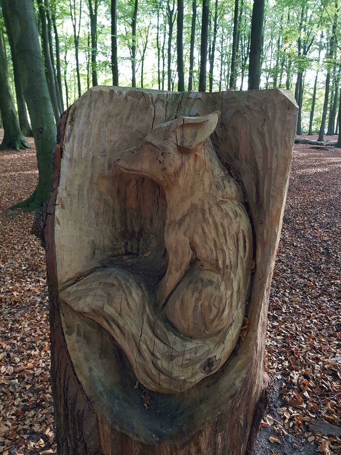 Encontré este zorro tallado dentro de un tocón de árbol, en un bosque cercano a mi casa