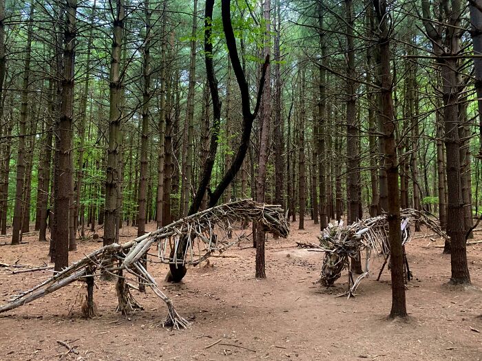 Me encontré con unos dinosaurios en el bosque