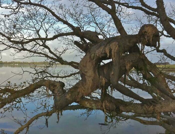 Formas extrañamente humanoides en este árbol