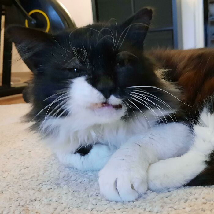 Acabo de adoptar a Sylvester. Nos muestra su único colmillo y unas orejas destrozadas. Tiene sida felino y es el chico más amable
