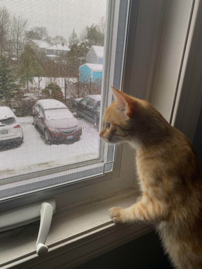 Os presento a Rancher, de Mississippi, que fue adoptado anoche y que esta mañana ha vivido su primer día de nieve en Maine