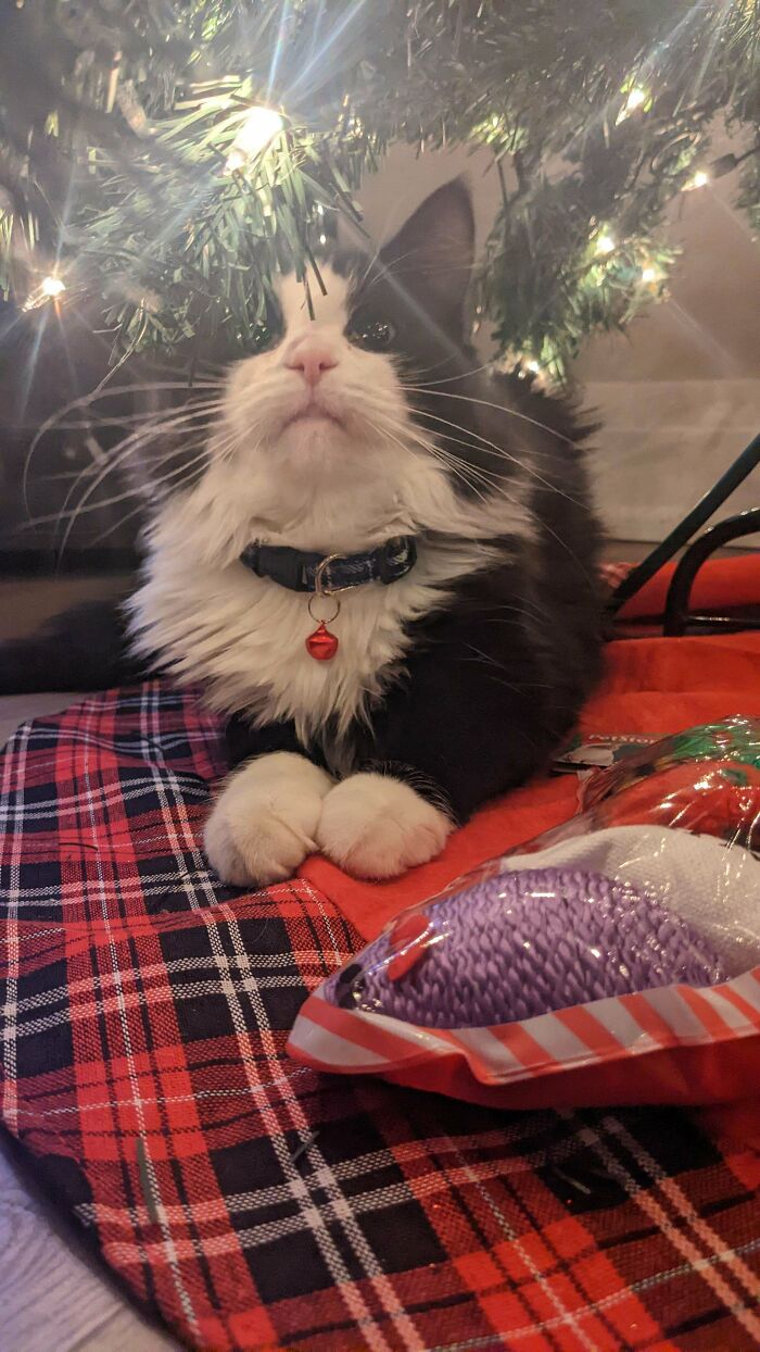 ¡Acabo de adoptar a mi primera gatita! Os presento a Freya. Se ha instalado rápidamente